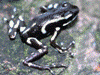 Oophaga pumilio