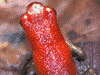 Oophaga pumilio