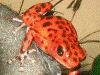 Oophaga pumilio