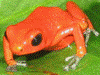 Oophaga pumilio
