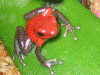 Oophaga pumilio