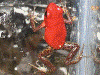 Oophaga pumilio
