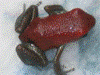 Oophaga pumilio