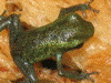Oophaga pumilio