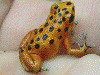 Oophaga pumilio