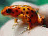 Oophaga pumilio