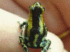 Oophaga pumilio