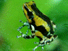 Oophaga pumilio