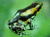 Oophaga pumilio