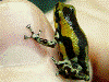 Oophaga pumilio