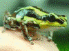 Oophaga pumilio
