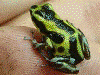 Oophaga pumilio