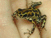 Oophaga pumilio