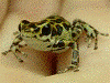 Oophaga pumilio
