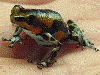 Oophaga pumilio