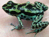 Oophaga pumilio