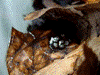Oophaga pumilio
