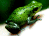 Oophaga pumilio