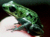 Oophaga pumilio
