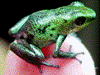 Oophaga pumilio