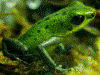 Oophaga pumilio