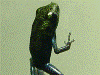 Oophaga pumilio