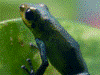 Oophaga pumilio