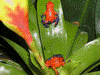 Oophaga pumilio