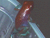 Oophaga pumilio