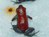 Oophaga pumilio