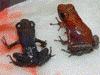 Oophaga pumilio