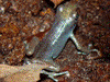 Oophaga pumilio