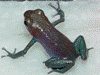 Oophaga pumilio