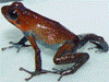 Oophaga pumilio