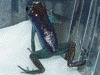 Oophaga pumilio