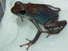 Oophaga pumilio