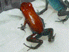 Oophaga pumilio