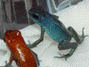 Oophaga pumilio