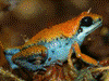 Oophaga pumilio