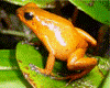 Oophaga pumilio