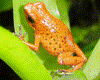 Oophaga pumilio