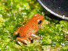 Oophaga pumilio