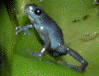 Oophaga pumilio