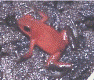 Oophaga pumilio