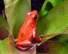 Oophaga pumilio