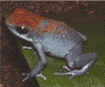 Oophaga pumilio