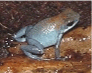 Oophaga pumilio