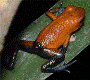 Oophaga pumilio