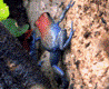 Oophaga pumilio