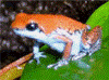 Oophaga pumilio